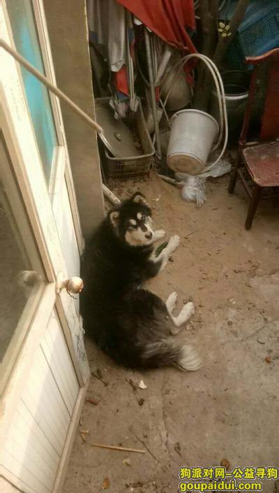 走失阿拉斯加寻狗主人，它是一只非常可爱的宠物狗狗，希望它早日回家，不要变成流浪狗。
