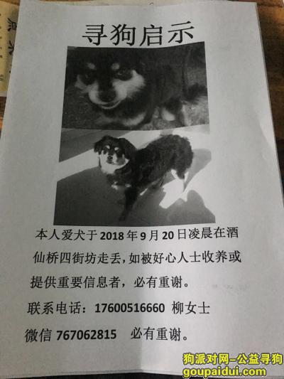 【北京找狗】，爱犬走失只知下落者重谢微信767062815，它是一只非常可爱的宠物狗狗，希望它早日回家，不要变成流浪狗。