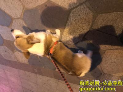 上海寻狗主人，柯基公狗，体胖乖，10月20日朱家角地铁站捡到的，它是一只非常可爱的宠物狗狗，希望它早日回家，不要变成流浪狗。