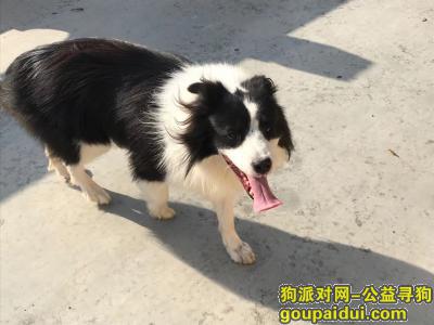 上海浦东新区高桥镇凌江路凌高路寻找边牧，它是一只非常可爱的宠物狗狗，希望它早日回家，不要变成流浪狗。