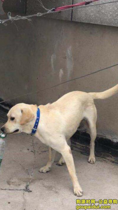 黄色拉布拉多犬走丢，急寻，1000元酬金，它是一只非常可爱的宠物狗狗，希望它早日回家，不要变成流浪狗。
