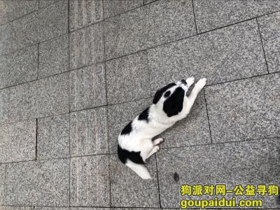 广州捡到狗，天河北 黑白狗 寻找主人，它是一只非常可爱的宠物狗狗，希望它早日回家，不要变成流浪狗。