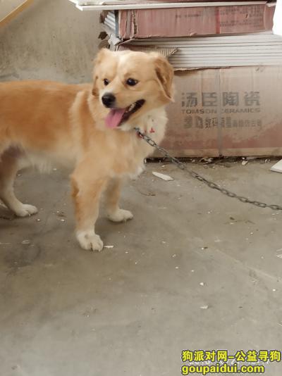 寻找黄色中华田园犬，在健威家居广场附近走失。，它是一只非常可爱的宠物狗狗，希望它早日回家，不要变成流浪狗。