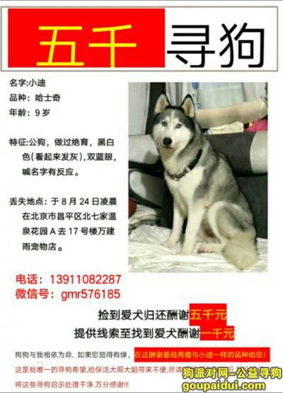 【北京找狗】，5000寻找哈士奇！求转发！求扩散！，它是一只非常可爱的宠物狗狗，希望它早日回家，不要变成流浪狗。