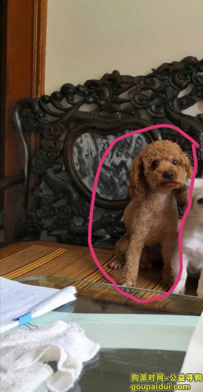 广州市天河区五山路华晟大厦附近丢失一只泰迪，名字叫发发，有酬谢！，它是一只非常可爱的宠物狗狗，希望它早日回家，不要变成流浪狗。