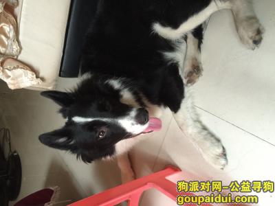 【深圳捡到狗】，10月24边境牧羊犬公狗请认领，它是一只非常可爱的宠物狗狗，希望它早日回家，不要变成流浪狗。