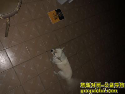 【上海找狗】，白色田園吉娃娃 川沙范家新村.，它是一只非常可爱的宠物狗狗，希望它早日回家，不要变成流浪狗。
