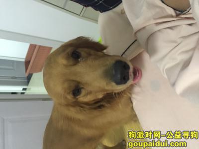 【北京捡到狗】，捡到一条金毛。在大兴区兴亦路附近。联系电话13121217710，它是一只非常可爱的宠物狗狗，希望它早日回家，不要变成流浪狗。