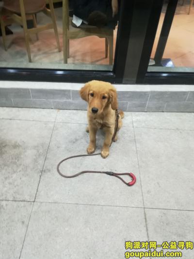 本人2018年10月27日晚上在兴庆区宁夏地震局门口丢失一条金毛，它是一只非常可爱的宠物狗狗，希望它早日回家，不要变成流浪狗。