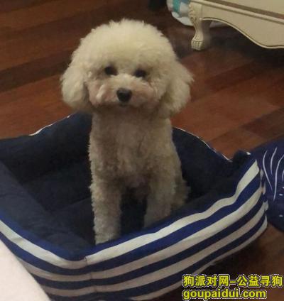上海浦东新区张扬路源深路寻找泰迪，它是一只非常可爱的宠物狗狗，希望它早日回家，不要变成流浪狗。