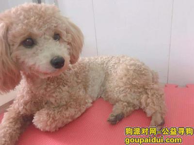 深圳找狗主人，10月26日晚上在龙华白石龙民丰路捡到贵宾母约2岁，它是一只非常可爱的宠物狗狗，希望它早日回家，不要变成流浪狗。
