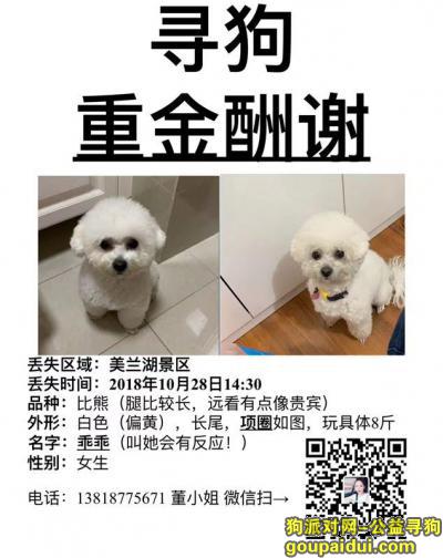 【上海找狗】，上海市宝山区美兰湖景区重金寻找比熊，它是一只非常可爱的宠物狗狗，希望它早日回家，不要变成流浪狗。