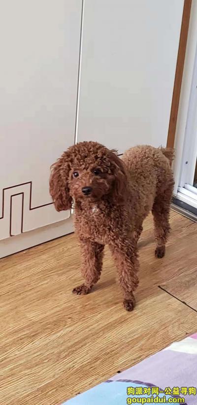 济南市槐荫区机车新村新区寻找棕色泰迪，它是一只非常可爱的宠物狗狗，希望它早日回家，不要变成流浪狗。