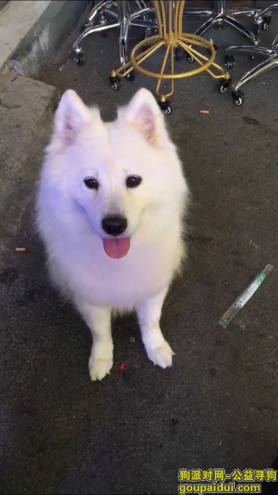 【长沙找狗】，雨花区寻狗  白色萨摩耶，它是一只非常可爱的宠物狗狗，希望它早日回家，不要变成流浪狗。