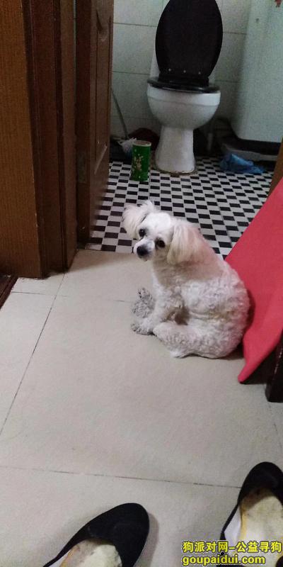 【上海找狗】，寻狗 周家嘴路双阳路遗失白色小狗，它是一只非常可爱的宠物狗狗，希望它早日回家，不要变成流浪狗。