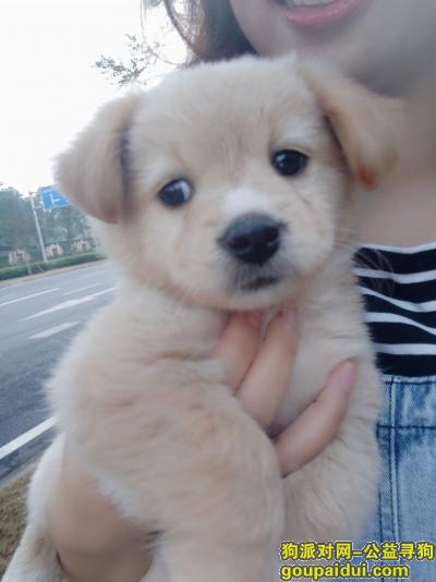 重庆找狗主人，沙坪坝大学城一个公交站，它是一只非常可爱的宠物狗狗，希望它早日回家，不要变成流浪狗。