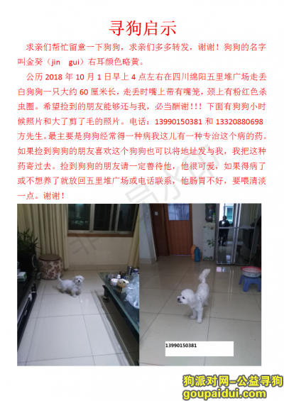 四川绵阳找白色串串比熊狗狗名字叫金贵喊他有反应，它是一只非常可爱的宠物狗狗，希望它早日回家，不要变成流浪狗。