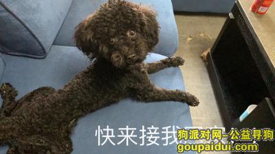 【重庆捡到狗】，巴南旭辉捡到黑色泰迪一条，它是一只非常可爱的宠物狗狗，希望它早日回家，不要变成流浪狗。