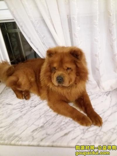 【南京找狗】，着急寻找爱犬松狮，酬金2000元以示感谢。，它是一只非常可爱的宠物狗狗，希望它早日回家，不要变成流浪狗。