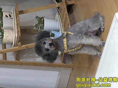 连云港找狗，灰色泰迪于10月31日在温哥华国际花园走丢，它是一只非常可爱的宠物狗狗，希望它早日回家，不要变成流浪狗。