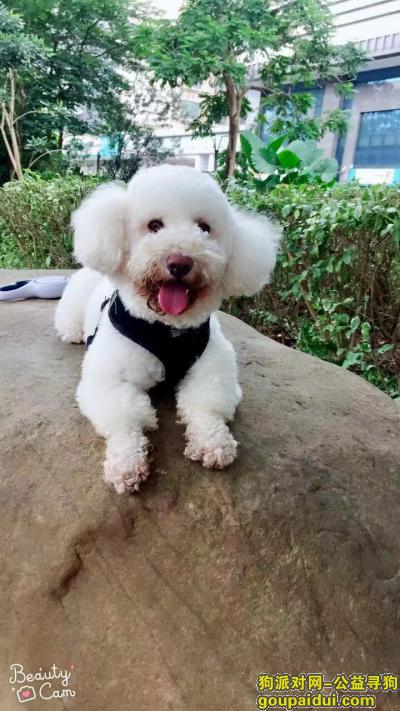 惠州寻狗，爱犬在惠州上马庄市场走失，它是一只非常可爱的宠物狗狗，希望它早日回家，不要变成流浪狗。