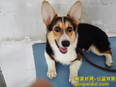南京寻狗，赛虹桥高架附近走失柯基犬，它是一只非常可爱的宠物狗狗，希望它早日回家，不要变成流浪狗。