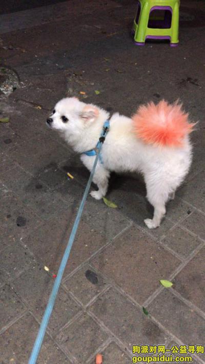 苏州找狗，一岁白色博美宝宝10月底丢失的，它是一只非常可爱的宠物狗狗，希望它早日回家，不要变成流浪狗。