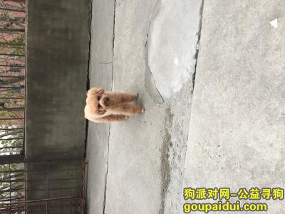 【襄阳找狗】，一只棕黄色母泰迪走失，它是一只非常可爱的宠物狗狗，希望它早日回家，不要变成流浪狗。