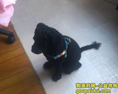 【上海捡到狗】，上海宝山罗店潘泾路附近黑色泰迪，它是一只非常可爱的宠物狗狗，希望它早日回家，不要变成流浪狗。