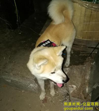 捡到秋田犬，上海宝山区富联路附近谁丢了一只秋田犬，它是一只非常可爱的宠物狗狗，希望它早日回家，不要变成流浪狗。
