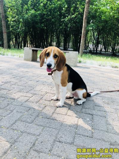 寻找比格犬，寻狗，于11月5日在天津市大港区重阳里走失，它是一只非常可爱的宠物狗狗，希望它早日回家，不要变成流浪狗。