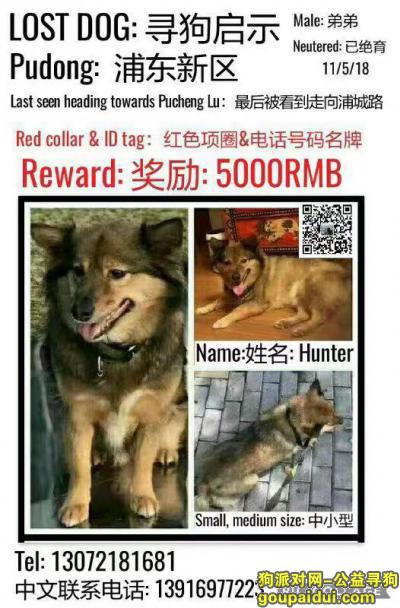 【上海找狗】，棕黑色立耳中型狗于潍坊西路走失，它是一只非常可爱的宠物狗狗，希望它早日回家，不要变成流浪狗。