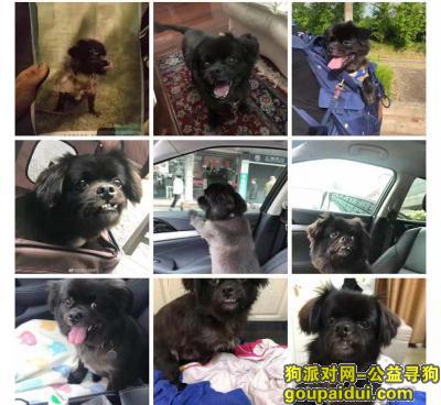 【上海找狗】，上海市普陀区怒江北路酬谢五千元寻找京巴串，它是一只非常可爱的宠物狗狗，希望它早日回家，不要变成流浪狗。