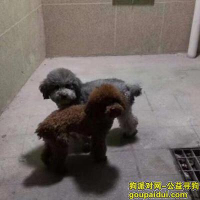 【上海找狗】，上海市浦东新区创新西路寻找两只泰迪，它是一只非常可爱的宠物狗狗，希望它早日回家，不要变成流浪狗。