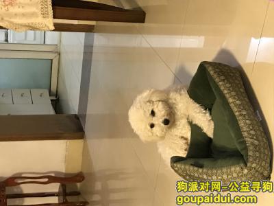 【南京找狗】，寻找比熊公犬，酬金三千元，它是一只非常可爱的宠物狗狗，希望它早日回家，不要变成流浪狗。