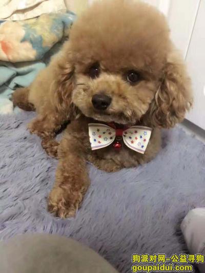 上海浦东新区西营南路杨新路重金寻找泰迪，它是一只非常可爱的宠物狗狗，希望它早日回家，不要变成流浪狗。
