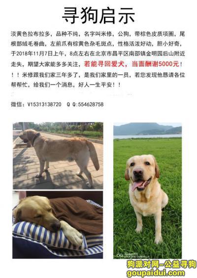 【北京找狗】，5000元寻狗，当面酬谢！！！，它是一只非常可爱的宠物狗狗，希望它早日回家，不要变成流浪狗。