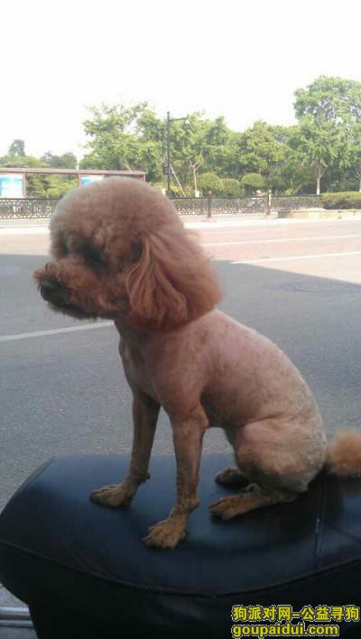 【苏州找狗】，寻找苏州广济北路咖啡色泰迪狗，它是一只非常可爱的宠物狗狗，希望它早日回家，不要变成流浪狗。