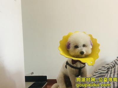 上海找狗，紫色耳朵，没穿衣服，戴着蝴蝶结，身上有牵引背带，它是一只非常可爱的宠物狗狗，希望它早日回家，不要变成流浪狗。