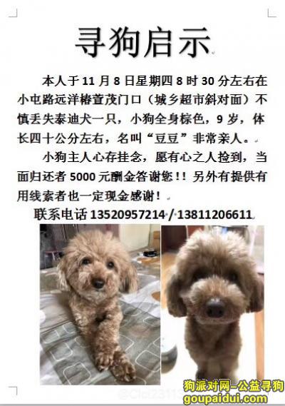 【北京找狗】，11.8 日 丢失爱宠泰迪 名字叫豆豆 九岁，它是一只非常可爱的宠物狗狗，希望它早日回家，不要变成流浪狗。