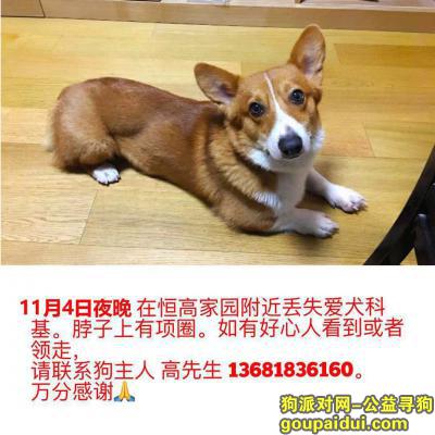 上海宝山区恒高家园寻找柯基犬，它是一只非常可爱的宠物狗狗，希望它早日回家，不要变成流浪狗。