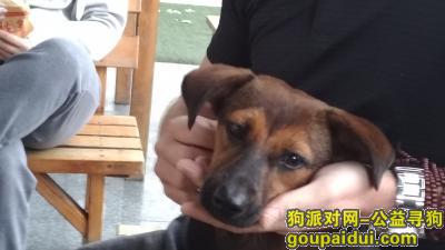 苏州找狗，遗失一条小土狗，地点在江苏昆山，它是一只非常可爱的宠物狗狗，希望它早日回家，不要变成流浪狗。