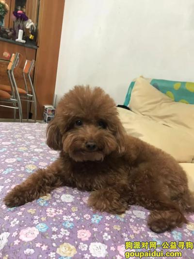 【北京找狗】，棕色泰迪狗lucky走失，请大家帮忙寻找，它是一只非常可爱的宠物狗狗，希望它早日回家，不要变成流浪狗。