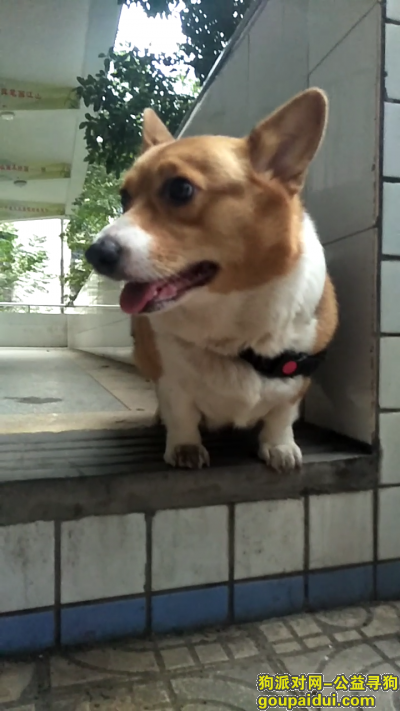 株洲市第十八中学今日捡到一只柯基，它是一只非常可爱的宠物狗狗，希望它早日回家，不要变成流浪狗。