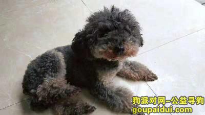 广汉顺德安居小区寻找9岁贵宾，它是一只非常可爱的宠物狗狗，希望它早日回家，不要变成流浪狗。