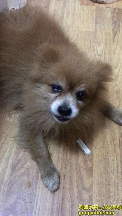 捡到博美，松江沃尔玛附近捡到一只黄色博美，它是一只非常可爱的宠物狗狗，希望它早日回家，不要变成流浪狗。