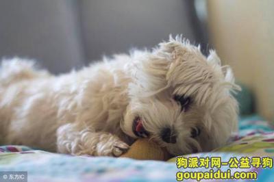 武汉寻狗，武汉东湖附近比熊犬丢失急寻，它是一只非常可爱的宠物狗狗，希望它早日回家，不要变成流浪狗。