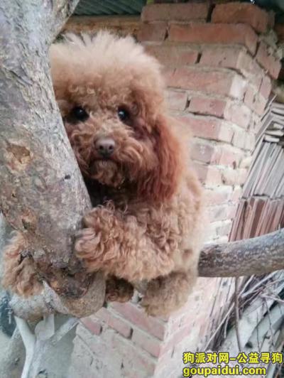 【济南找狗】，济南长清急寻泰迪狗狗，它是一只非常可爱的宠物狗狗，希望它早日回家，不要变成流浪狗。