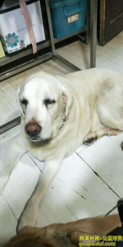 爱心人士解救的拉布拉多狗狗，它是一只非常可爱的宠物狗狗，希望它早日回家，不要变成流浪狗。