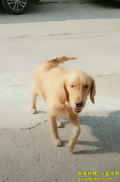 寻狗启示，本人金毛犬在2018，11.8号走丢，它是一只非常可爱的宠物狗狗，希望它早日回家，不要变成流浪狗。